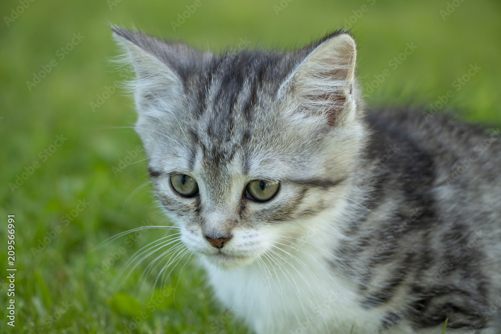Kitten against the background of a green grass.