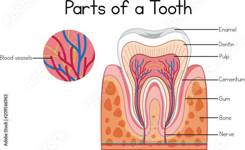 Parts of a tooth diagram