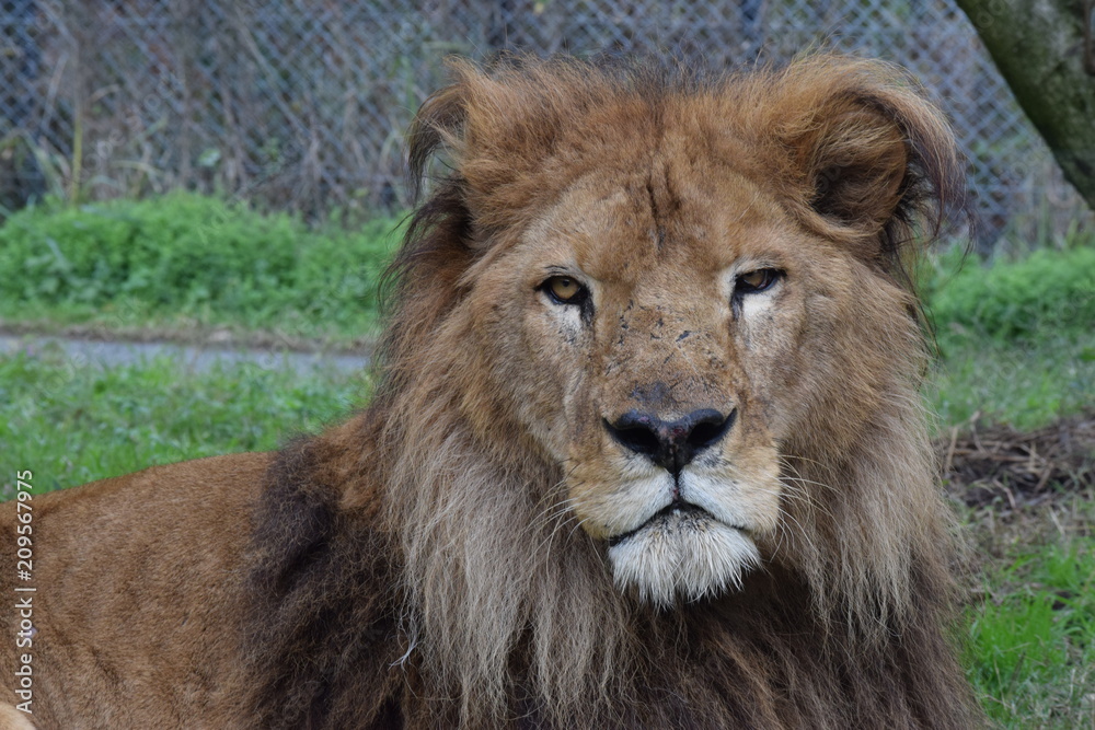Obraz premium ライオン