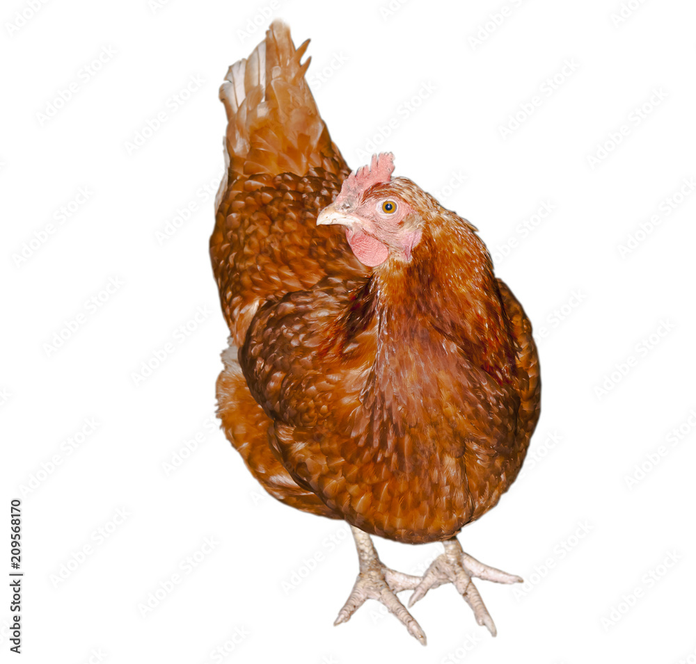 Fototapeta premium chicken on white background, isolate