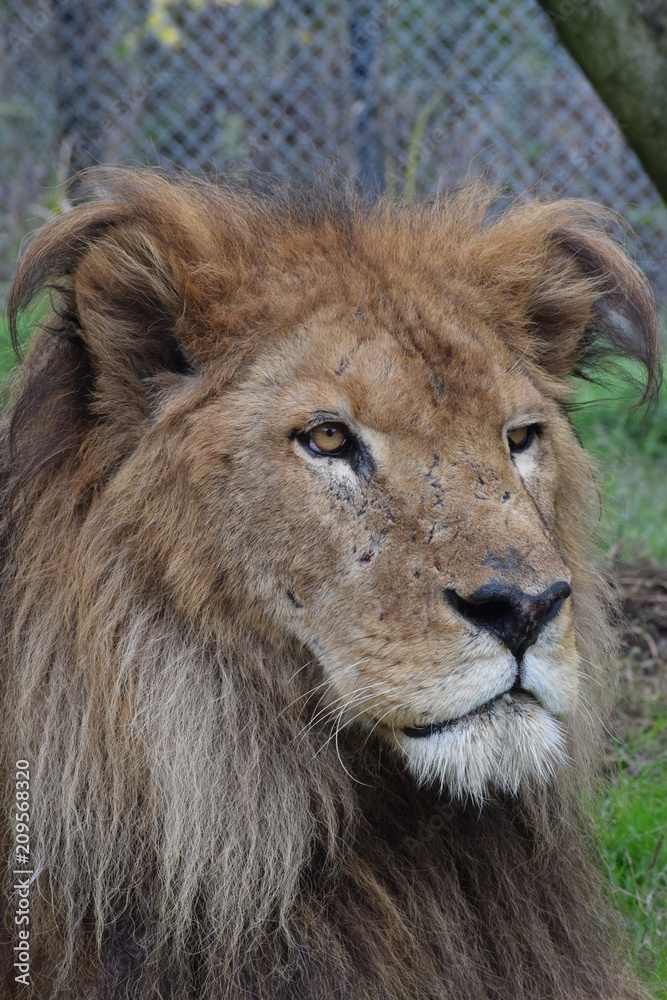 Obraz premium ライオン