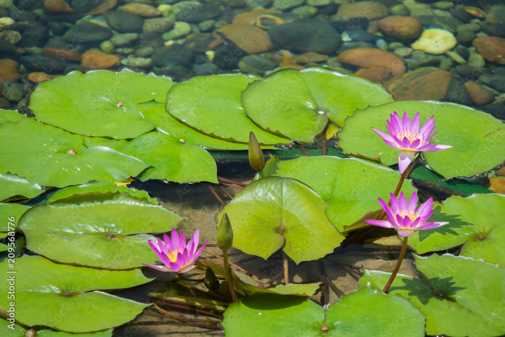 Float 3 pinks lotus flower in the pond with the rocks on the ground Float 3 pinks lotus flower in the pond with the rocks on the ground