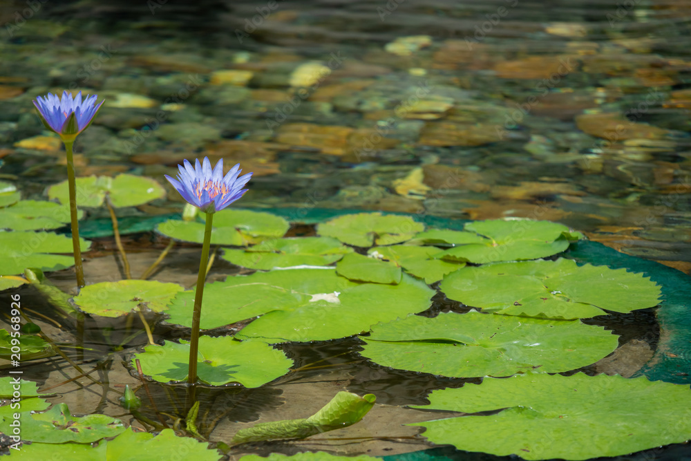 Floating purple lotus flower in the pond with the rocks on the ground Floating purple lotus flower in the pond with the rocks on the ground