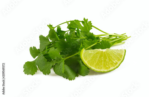 bundle of cilantro isolated on white