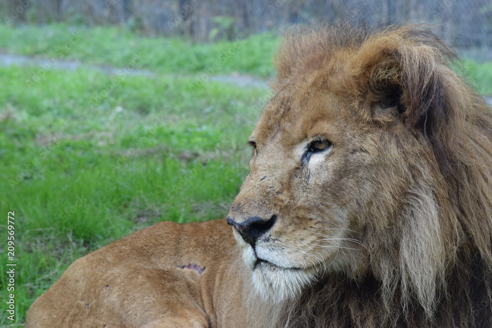Fototapeta premium ライオン