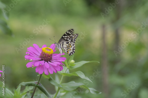 Lime Butterfly sucking nectar from zinnia flowers . © supanee2550