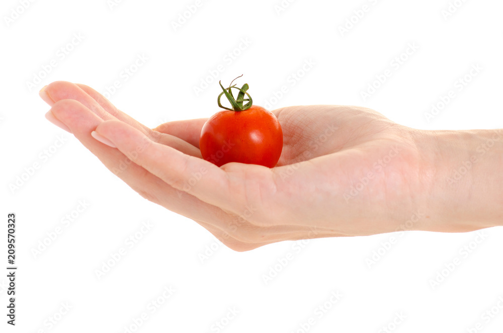 Cherry tomato in hand on a white background isolation Cherry tomato in hand on a white background isolation