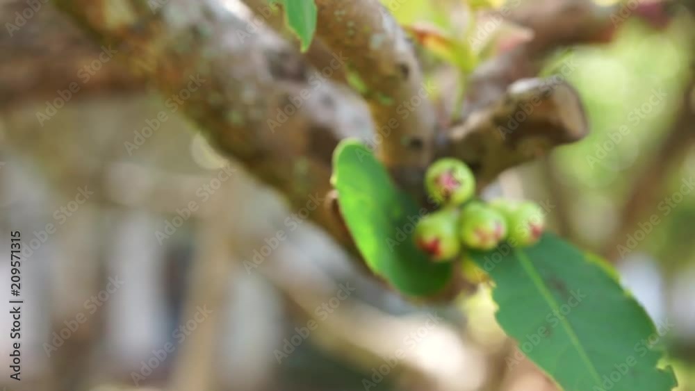 Thai Fruit tree. pears hang on the tree. ripe fruit. orchard in Bangkok. Thai Fruit tree. pears hang on the tree. ripe fruit. orchard in Bangkok.