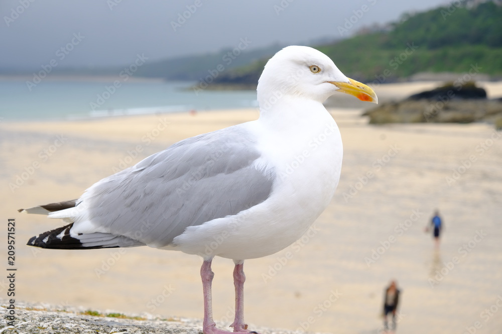 seagull