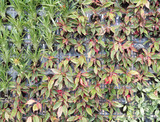 Colorful ornamental plants on the vertical garden.