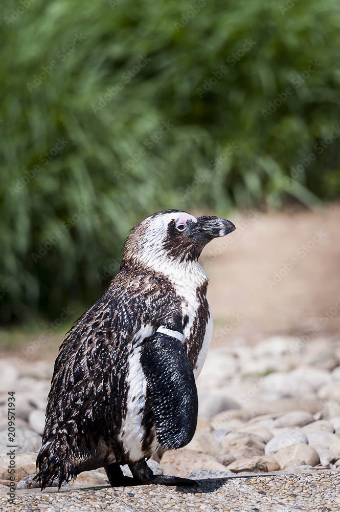 Fototapeta premium Manchot du Cap