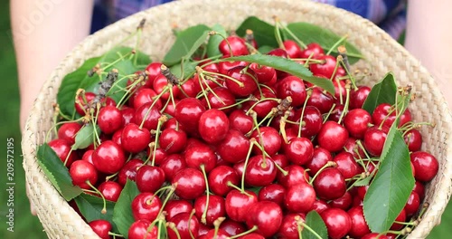 Homegrown cherries harvest presented in a basket