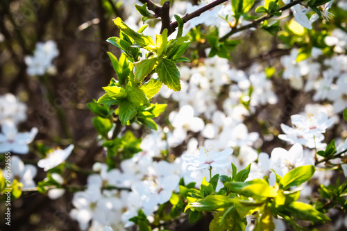 Blooming tree branch covered with beautiful white small flowers in early spring