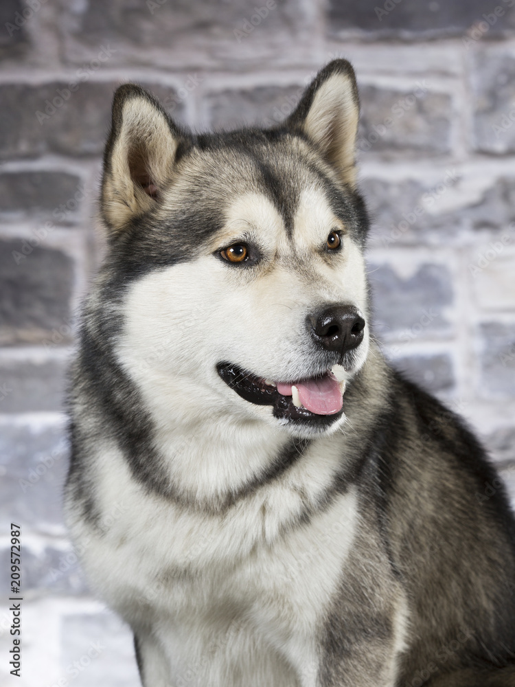 Husky puppy dog portrait. Image taken in a studio.