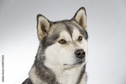 Fototapeta Naklejka Na Ścianę i Meble -  Husky puppy dog portrait. Image taken in a studio.