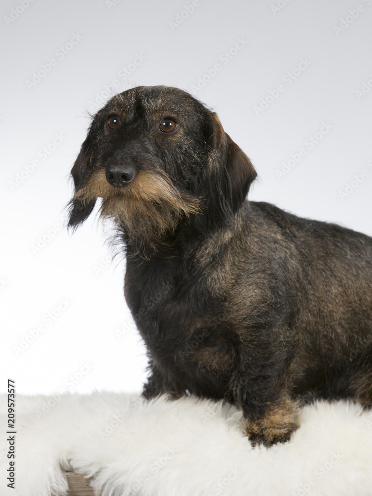Wiener dog portrait. Image taken in a studio.