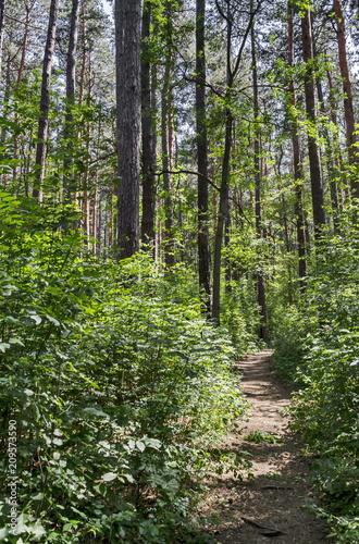 Мagnetic landscape of green mix  coniferous and deciduous forest with lovely path in  the  Vitosha  mountain, near by Knyazhevo district, Sofia, Bulgaria