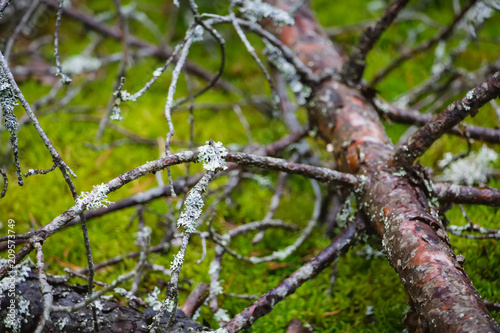 Pine and coniferous forest in Latvia with moss photo