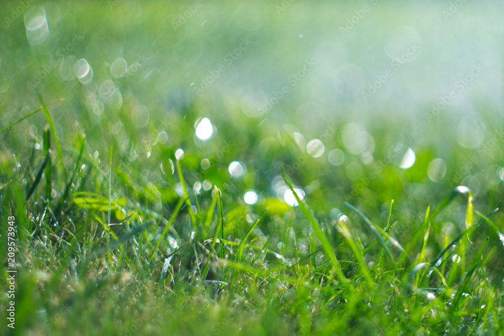 Grass with rain drops. Watering lawn. Rain. Blurred green grass background with water drops closeup. Nature. Environment concept Grass with rain drops. Watering lawn. Rain. Blurred green grass background with water drops closeup. Nature. Environment concept