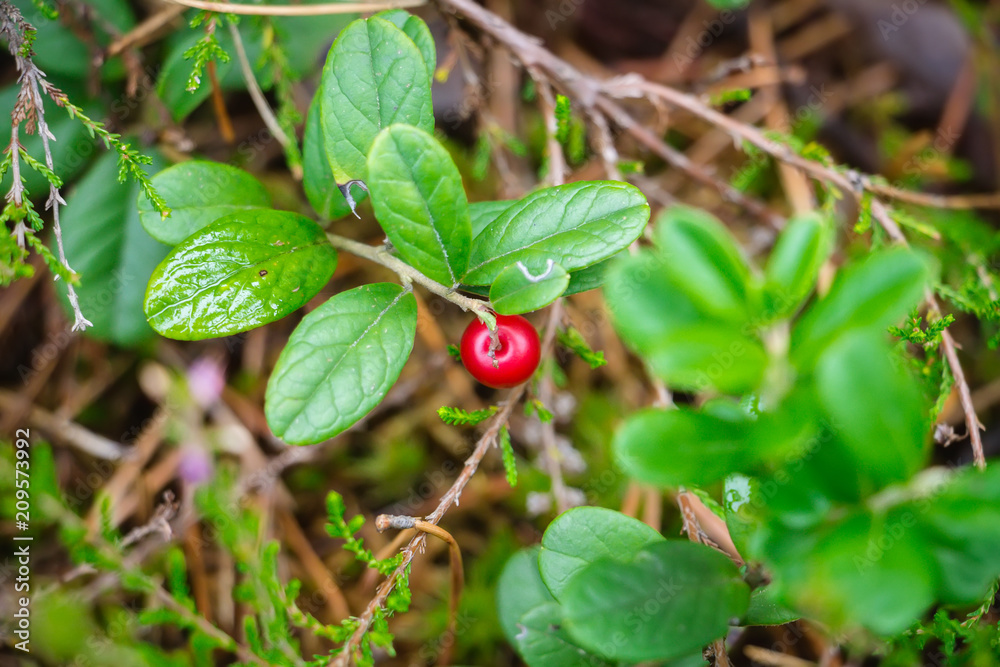 red wild berries in pine and coniferous forest in Latvia with moss red wild berries in pine and coniferous forest in Latvia with moss