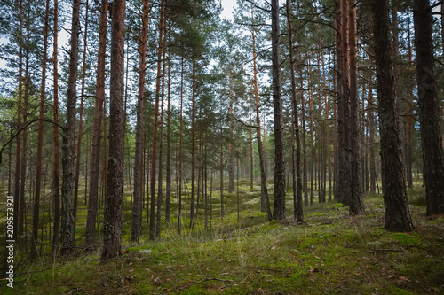 Pine and coniferous forest in Latvia with moss