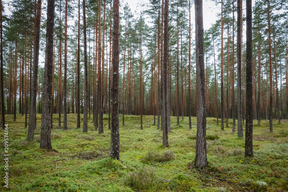 Fototapeta premium Pine and coniferous forest in Latvia with moss
