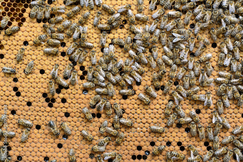 Bees Broods. Hardworking Bees on Honeycomb in Apiary. Bees Broods. Hardworking Bees on Honeycomb in Apiary.