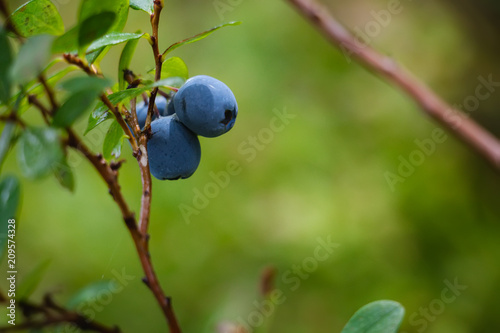 blue wild berries in pine and coniferous forest in Latvia with moss