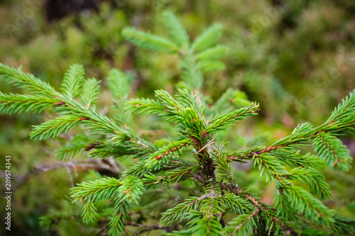 spruce branch with green shingles in the forest