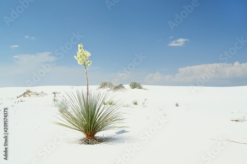 Flowering yucca plant on brilliant white desert sand photo