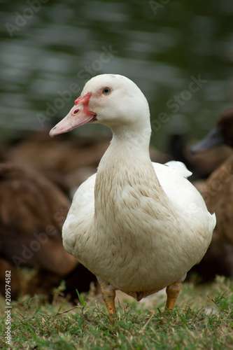 close up view of a white duck looking