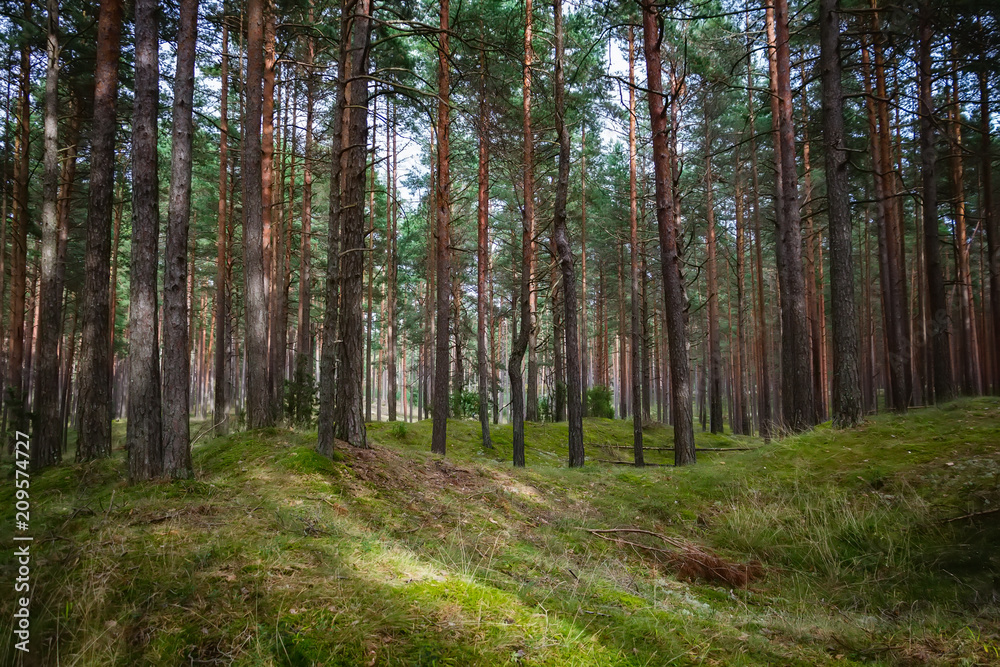 Pine and coniferous forest in Latvia with moss Pine and coniferous forest in Latvia with moss