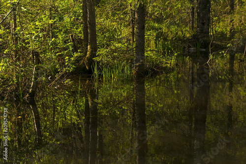 Fototapeta Naklejka Na Ścianę i Meble -  small shady forest lake with reflections of surrounding trees