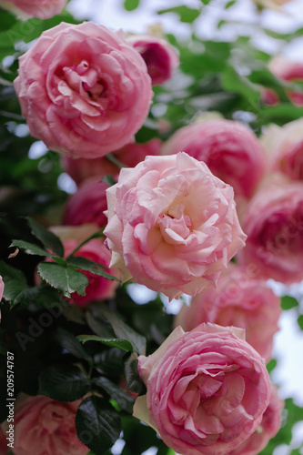 Beautiful pink roses in a summer garden.