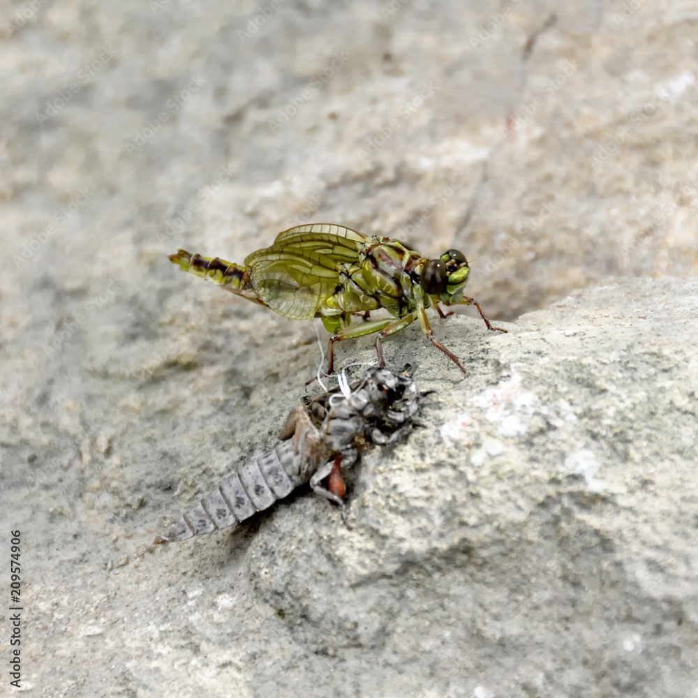 the birth of a green dragonfly from the larvae closeup. the birth of a green dragonfly from the larvae closeup.