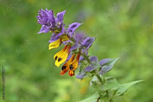 Hain-Wachtelweizen (Melampyrum nemorosum) am Meissner 
 photo