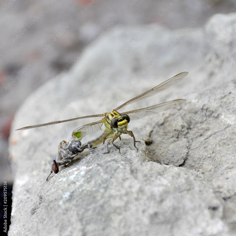 the birth of a green dragonfly from the larvae closeup. the birth of a green dragonfly from the larvae closeup.