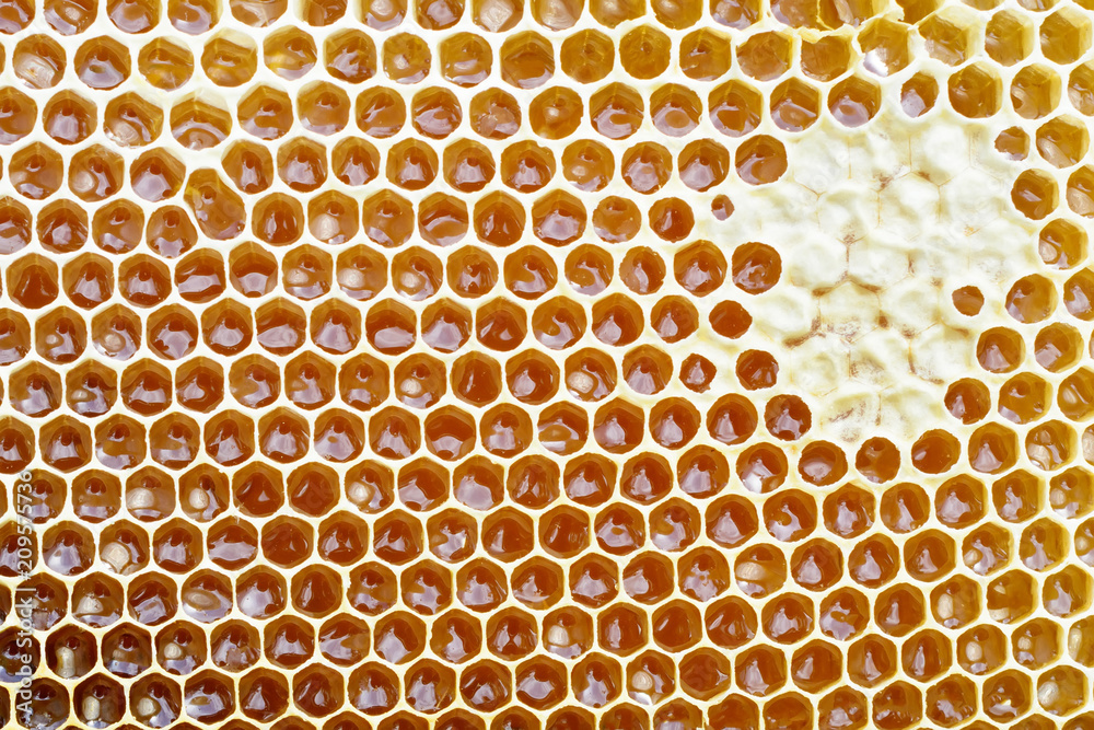 Honeycomb from a bee hive filled with golden honey in a full frame view. Background texture.