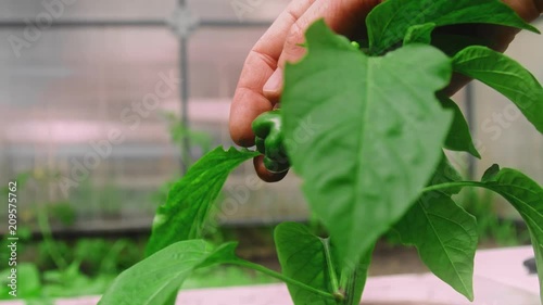 Close-up of a gardener's hand. Cares for the plant photo