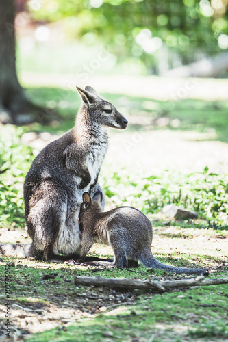 Kangourou et son bébé