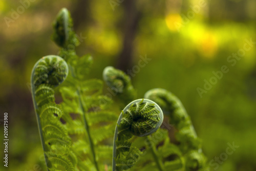 spiral coiled ends of spring fern sprouts close-up on blurred green background