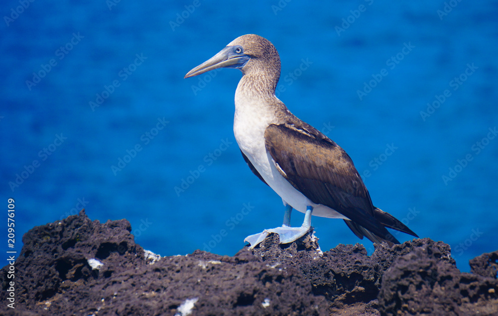Blue footed booby, San Cristobal, Galapagos Blue footed booby, San Cristobal, Galapagos
