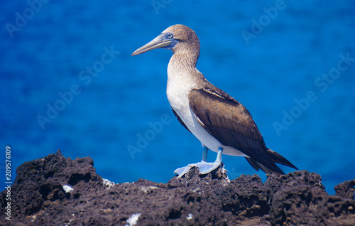 Blue footed booby, San Cristobal, Galapagos