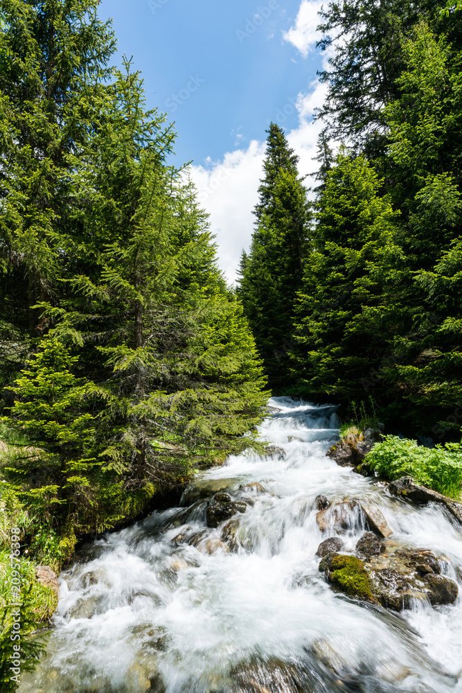 small idyllic mountain stream in the middle of a pine forest in the Swiss Alps