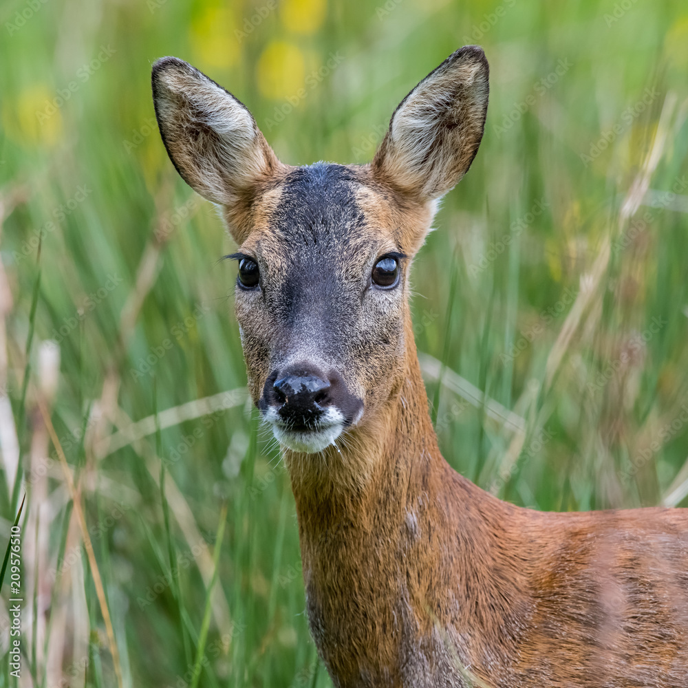 Female Roe Deer Female Roe Deer