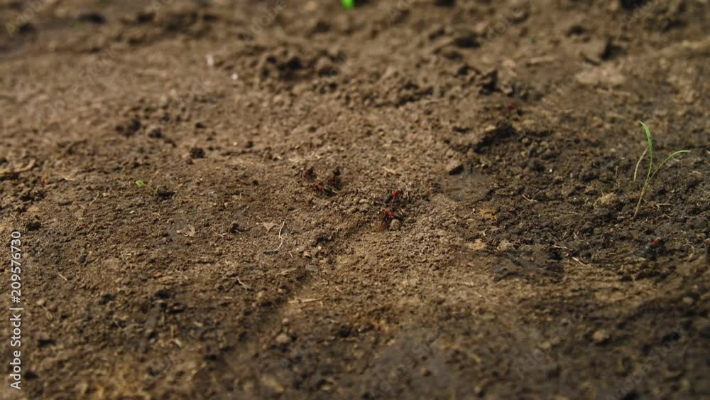 Ants in the greenhouse Ants in the greenhouse