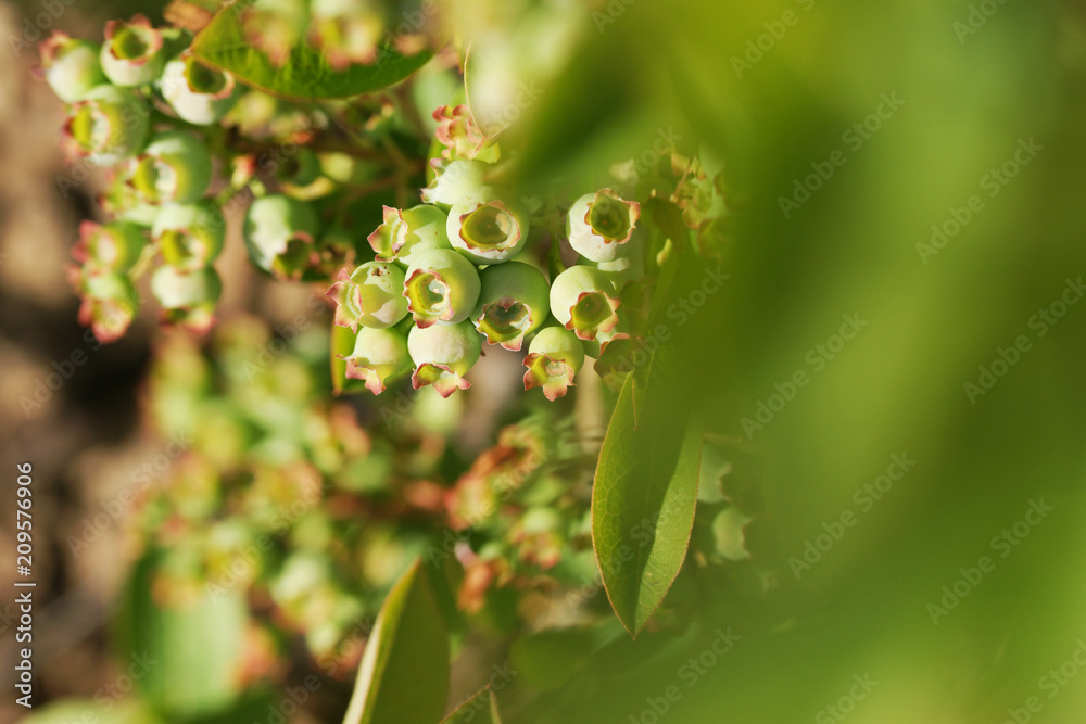 Fototapeta premium Berries of blueberry ripen in summer