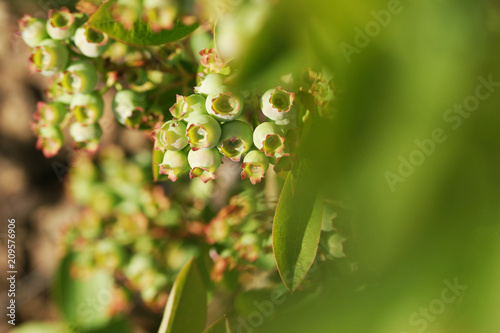 Berries of blueberry ripen in summer