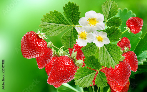 fresh summer strawberries