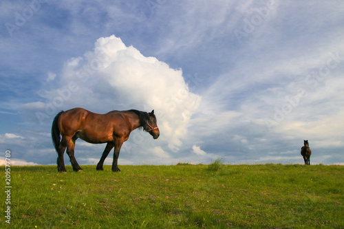 Two Sorrel horses grazing on the meadow